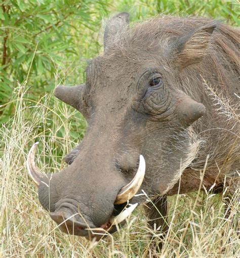 austin riley texas hill country|A harrowing reminder that wild animals are not pets.